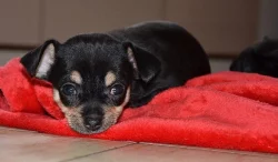 Chihuahua - čivava
