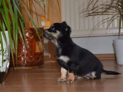 Chihuahua - čivava