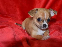 Chihuahua - čivava