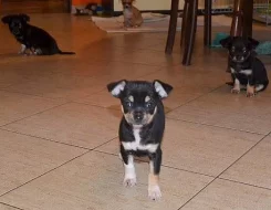 Chihuahua - čivava