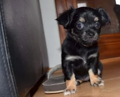 Chihuahua - čivava