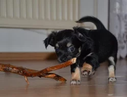 Chihuahua - čivava