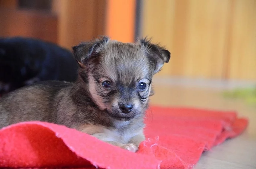Chihuahua - čivava