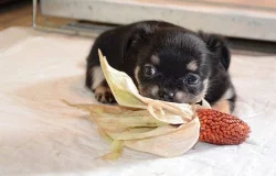 Chihuahua - čivava