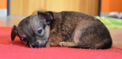 Chihuahua - čivava