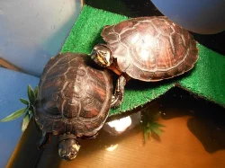 dvě velké želvy žlutolící