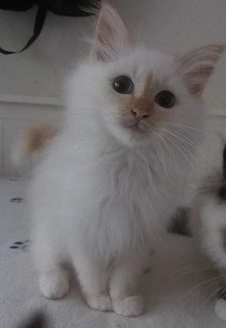 Krásná Baby Birman
