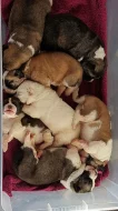 Shiba inu Štěňátka s pp