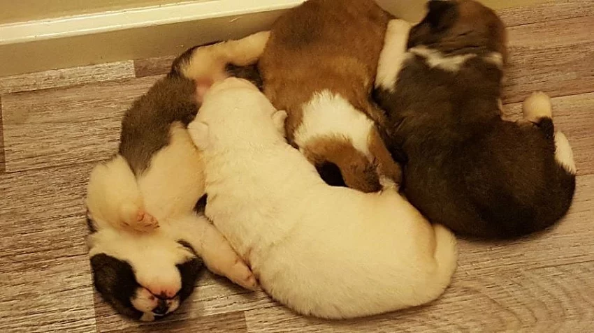Shiba inu Štěňátka s pp