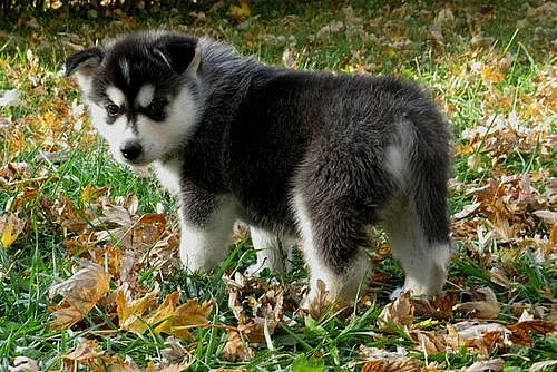 Eyed sibiřský Husky splatný v sezóně