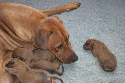 Rhodéský Ridgeback štěňata s PP