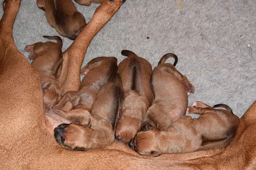 Rhodéský Ridgeback štěňata s PP