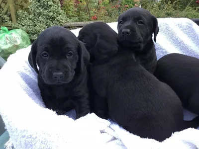 pracovní linie Kc Labrador For Stud