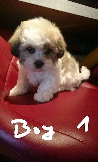 Snížené ohromení F1 Malshi Boy připraven