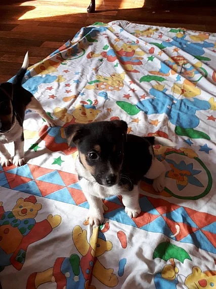 Krásné štěňátka Jack Russell