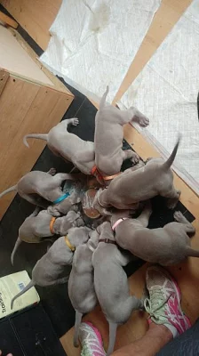 Výmarské štěňátka K.c Reg.