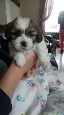 Shih Tzu štěňata
