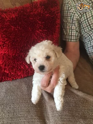 Bichon Frise štěně doma
