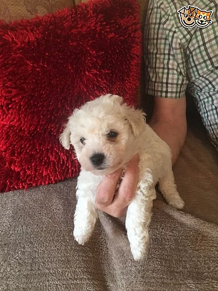 Bichon Frise štěně doma