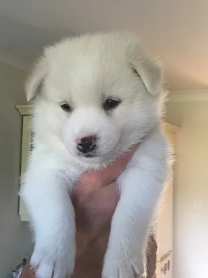 Roztomilé Pomsky štěňátka