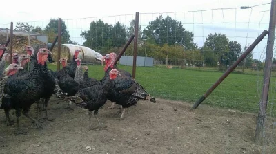 kanadské divoké krůty