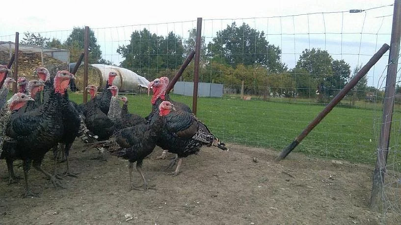 kanadské divoké krůty