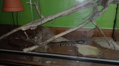 Daruji terarium a krajtu královskou