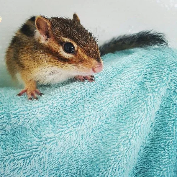 Burunduk páskovaný