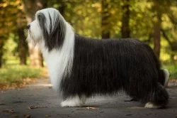 Bearded Collie s PP