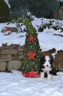 Bearded Collie s PP
