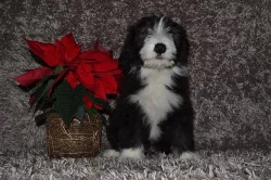 Bearded Collie s PP