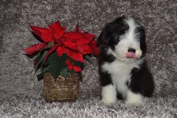 Bearded Collie s PP