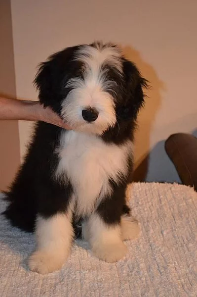 Bearded Collie s PP