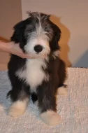 Bearded Collie s PP