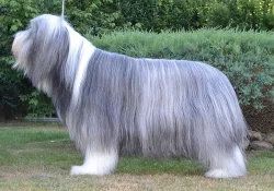 Bearded Collie s PP