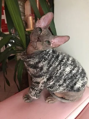 Don Sphynx koťátka s PP k prodeji