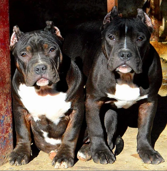 AMERICAN BULLY ABKC