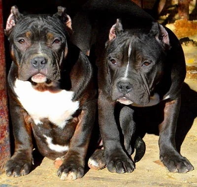 AMERICAN BULLY ABKC