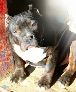 AMERICAN BULLY ABKC
