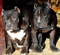 AMERICAN BULLY ABKC