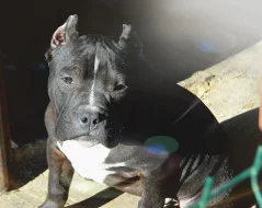 AMERICAN BULLY ABKC