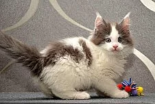 Nádherné samice a samice Maine Coon Kittens