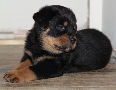 Rottweiler Puppies k dispozici