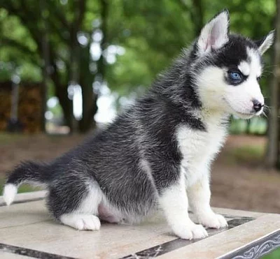 Ohromující sibiřský husky štěňátka k dispozici