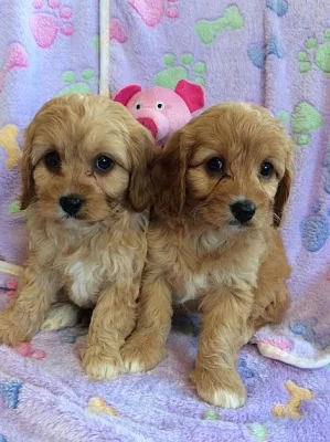 F1b Cavapoo štěňata brzy