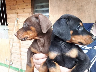 Kc registrované štěňata dobermanů