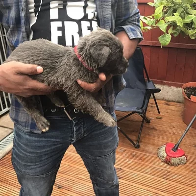 American Mastiff Krásná Nala