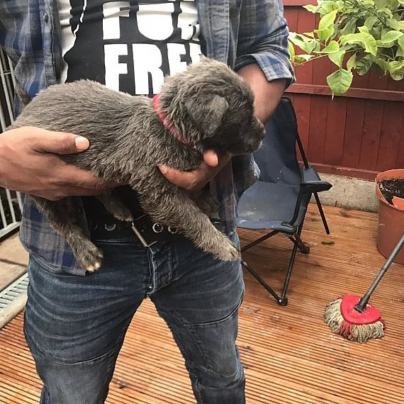 American Mastiff Krásná Nala