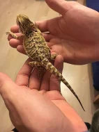 Prodám ročního samce agamy vousaté