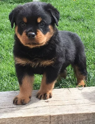 Kc Rottweiler štěňata